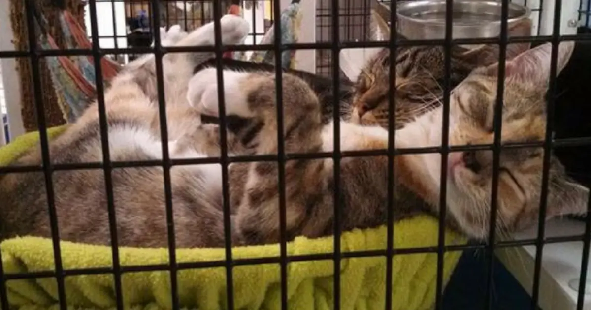 Comfy cat shop shelter